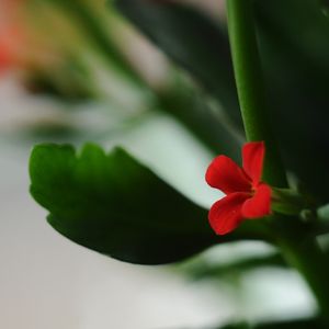 VERMELHO DE PERTO