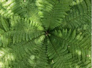RENDA VERDE