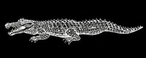 CROCODILO RABISCO 2
