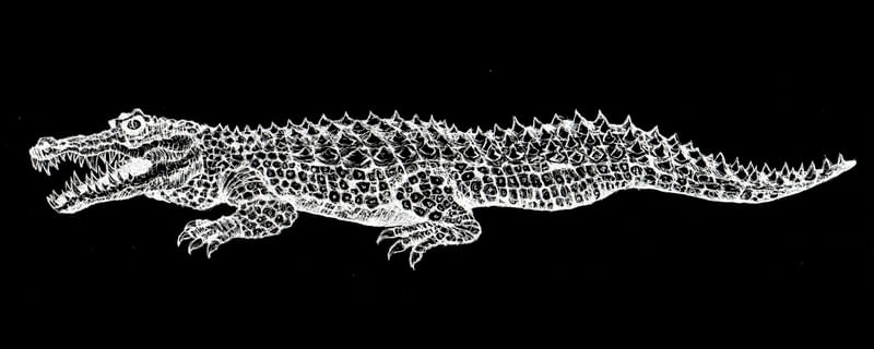 CROCODILO RABISCO 2