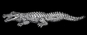 CROCODILO RABISCO 3