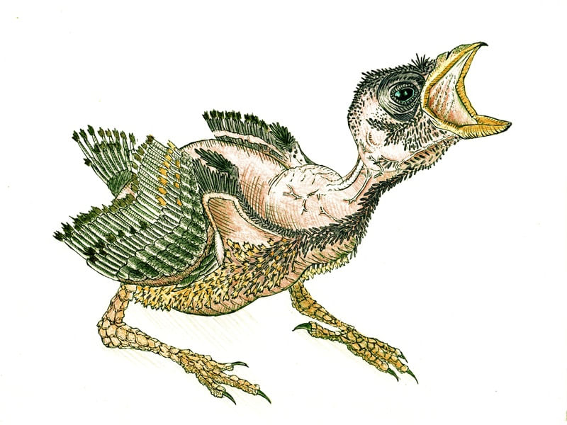 PIU SEFFRIN