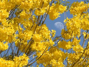 LUA ENTRE AS FLORES