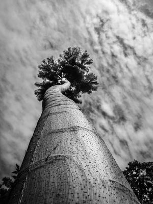 ARVORE INCLINADA_6