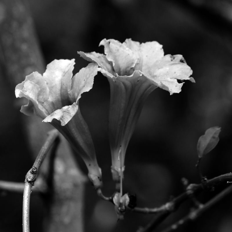 FLORES EM PRETO E BRANCO