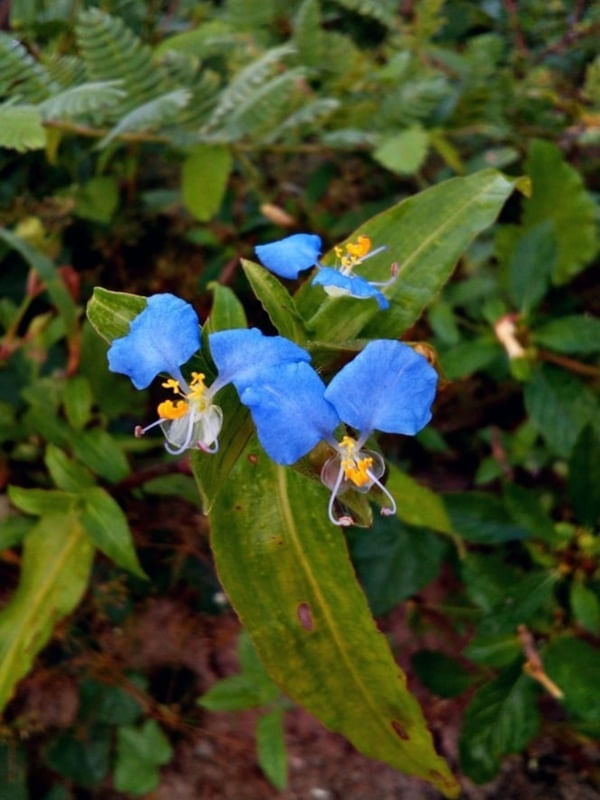 BLUE F.
