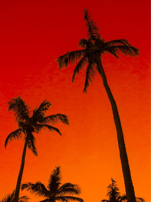 PALMS ONFIRE