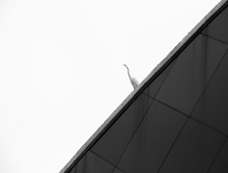 GARÇA NO MUSEU DO OLHO