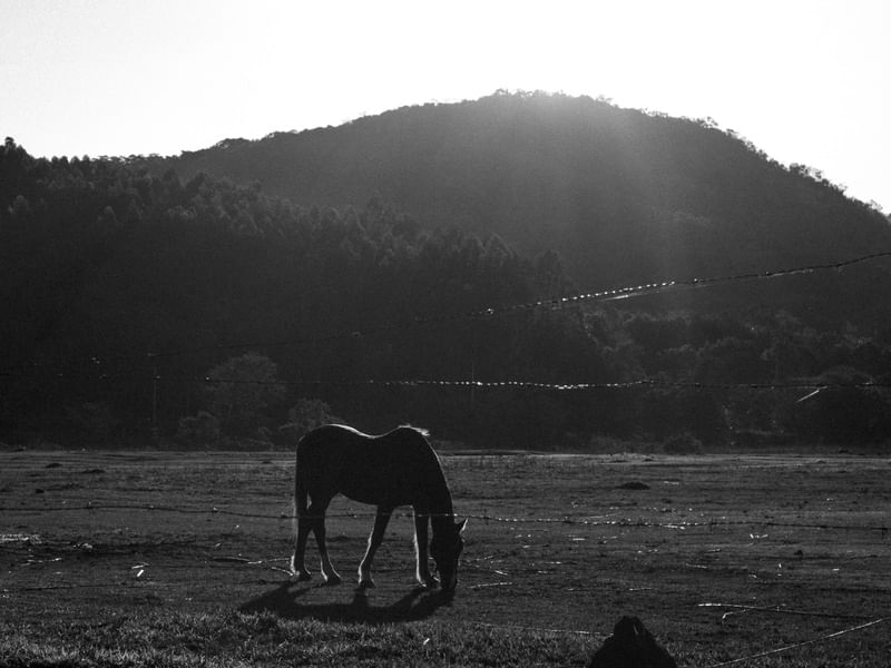 LIGHT HORSE B&W