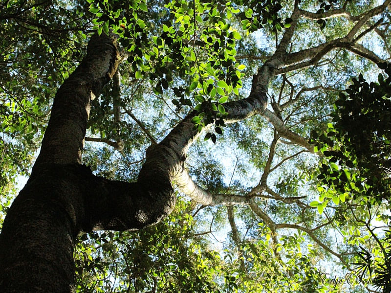TRAMA VERDE 2
