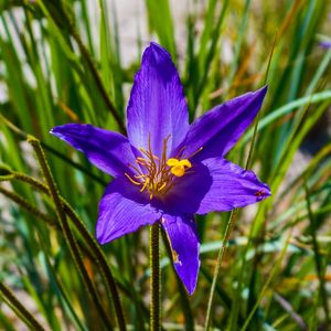 FLORES DA CANASTRA