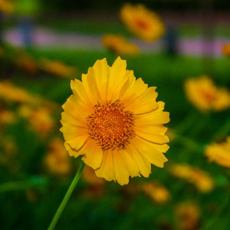FLORES DA CANASTRA AMARELA