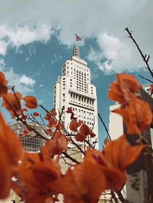 ALTINO ENTRE FLORES