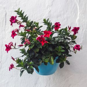 FLORES DA ESPANHA