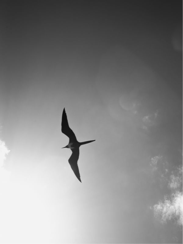 UMA GAIVOTA NO CÉU