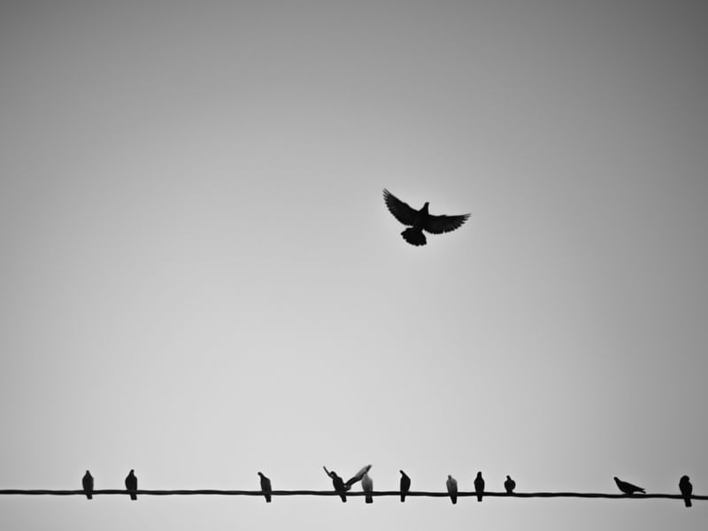 BIRDS ON THE WIRE 2