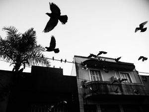 BIRDS OFF THE WIRE 1