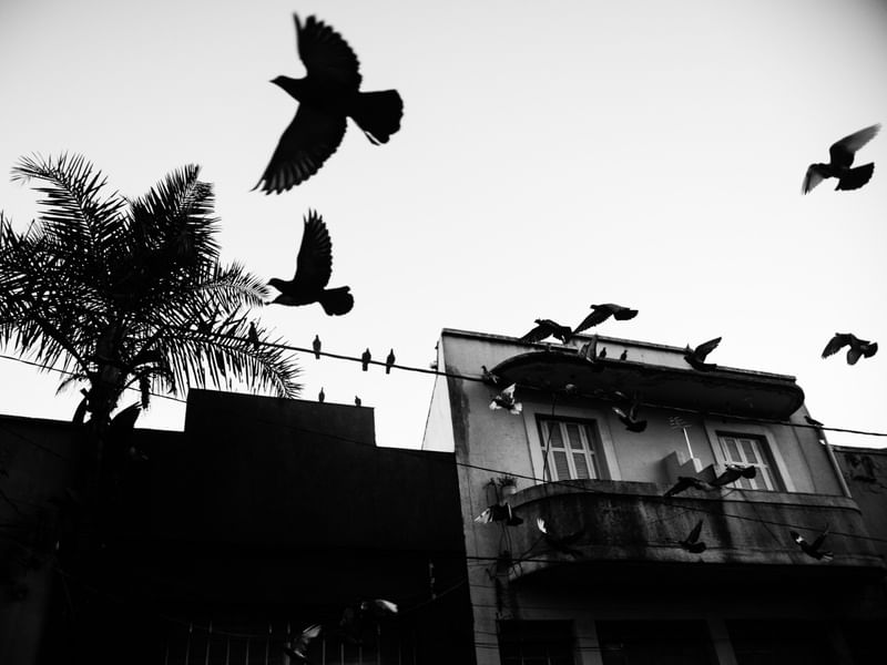 BIRDS OFF THE WIRE 1