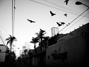 BIRDS OFF THE WIRE 2