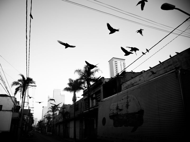 BIRDS OFF THE WIRE 2