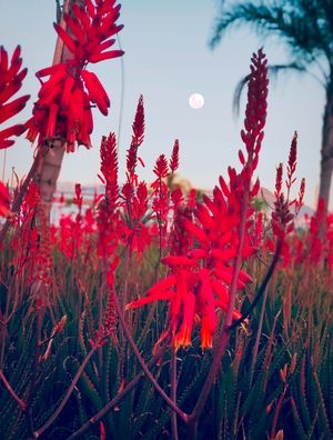 FLORES E LUA