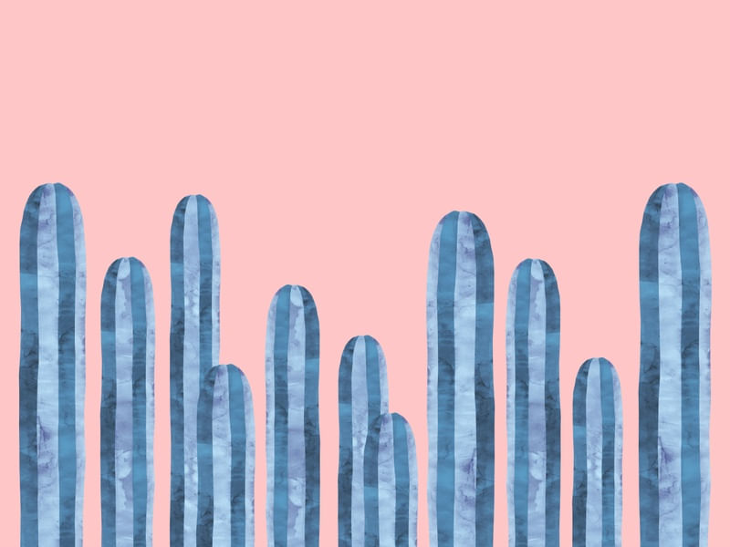 JARDIM DE CACTOS