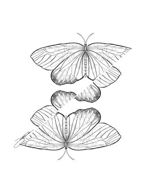 ABSTRACT INSECT