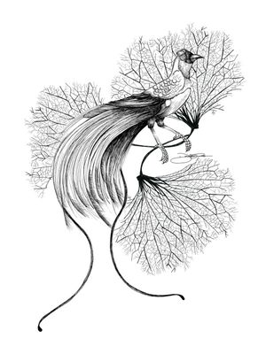 EXOTIC BIRDS MOOD
