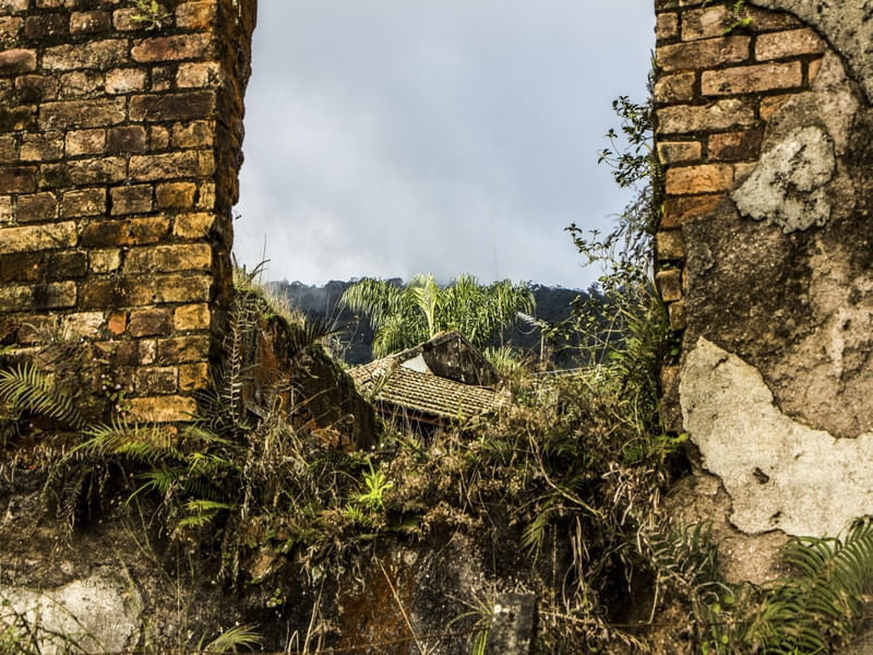 PARANAPIACABA (3)