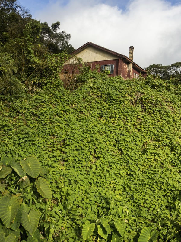 PARANAPIACABA (4)
