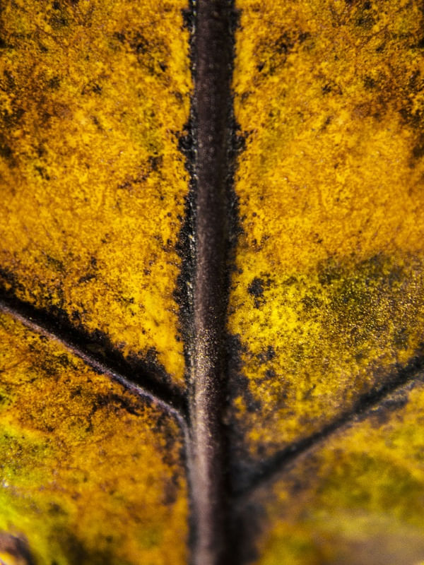TEXTURA DA NATUREZA VIVA