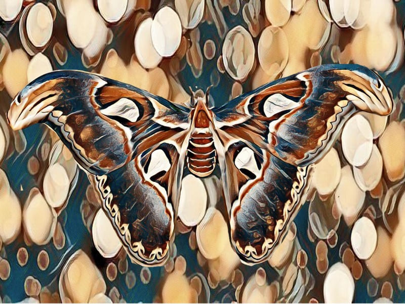 MARIPOSA FUNDO ABSTRATO