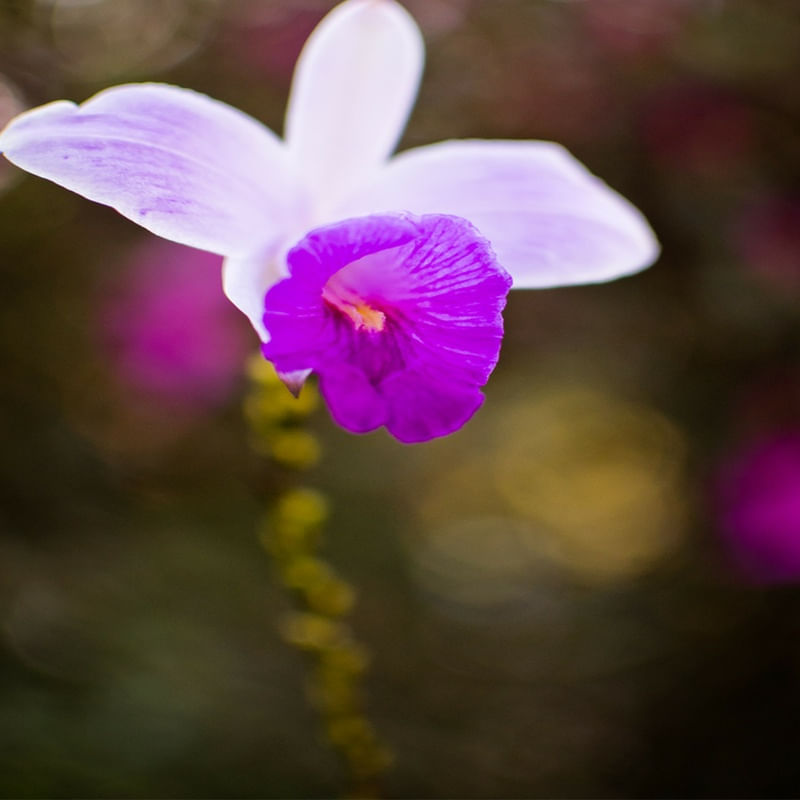 PROJETO FLOR