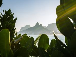 PLANTAS DO ARPOADOR