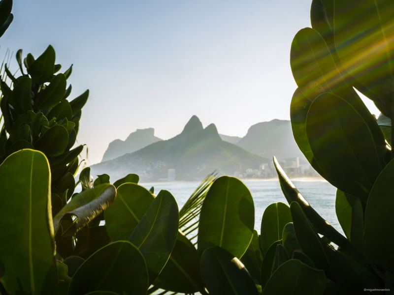 PLANTAS DO ARPOADOR