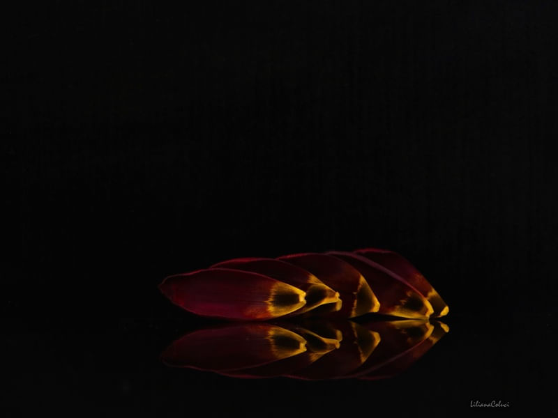 FOLHAS DE TULIPA I
