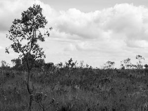 PAISAGEM MINEIRA