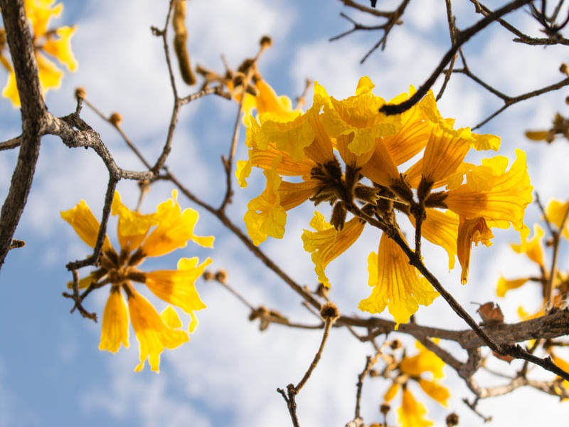 FLOR DO IPÊ