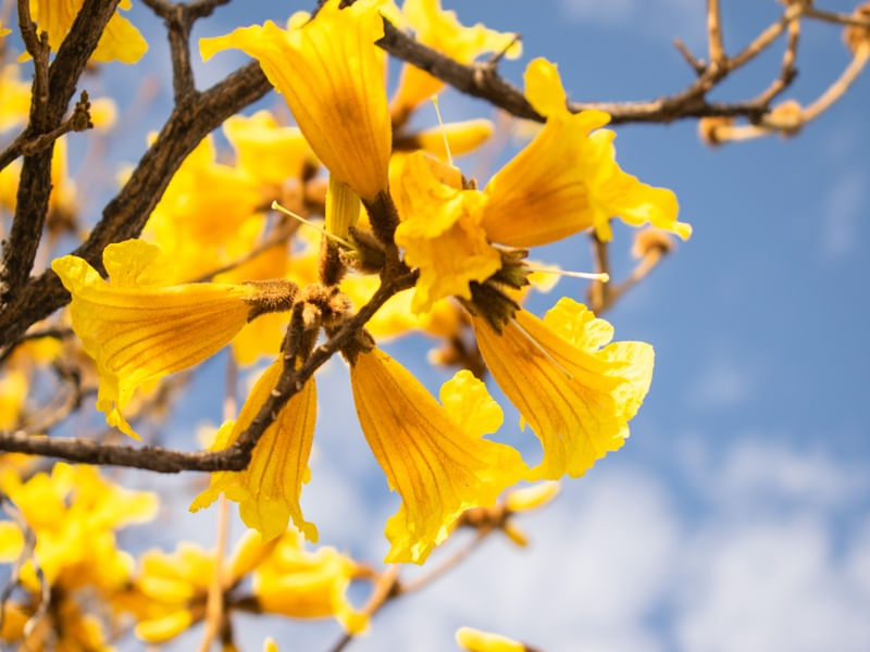 FLOR DO IPÊ II