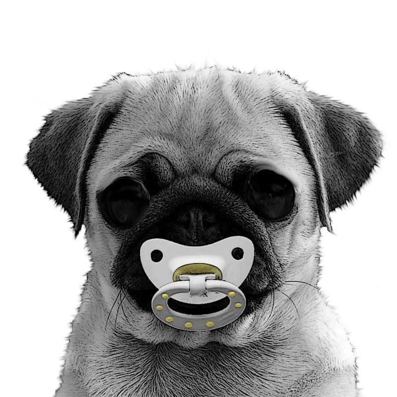 PUG BABY
