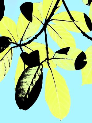 FOLHUM ADRIANAE REDONDUS AMARELO DIPTICO 1