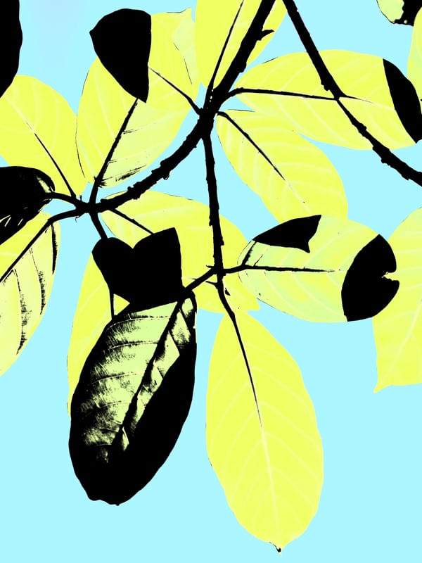 FOLHUM ADRIANAE REDONDUS AMARELO DIPTICO 1
