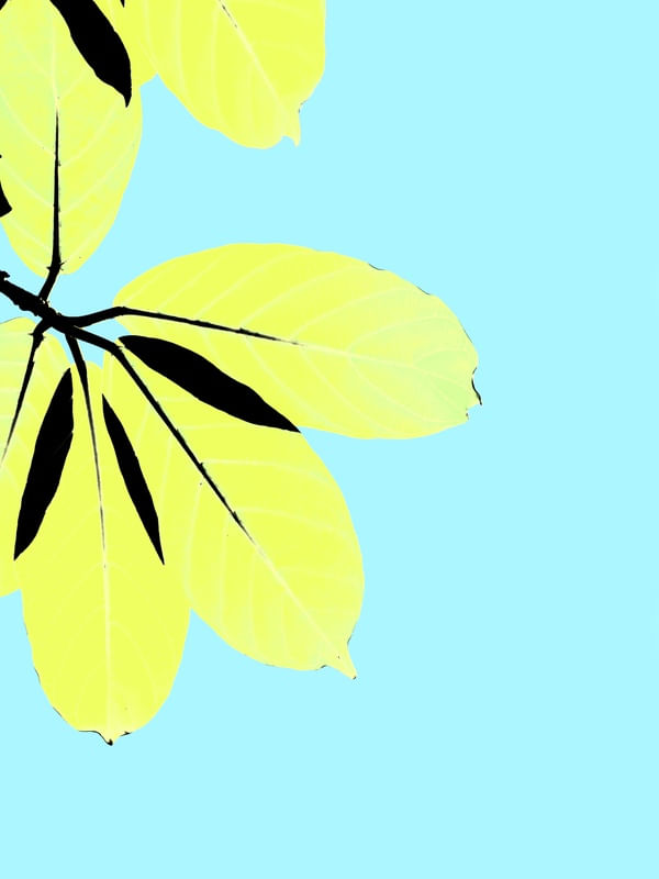 FOLHUM ADRIANAE REDONDUS AMARELO DÍPTICO 2