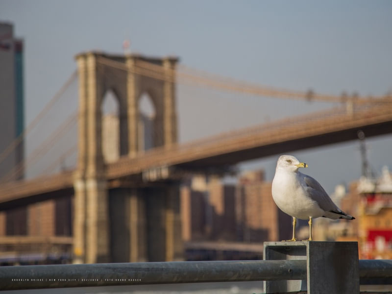 BROOKLYN BRIDGE BIRDS