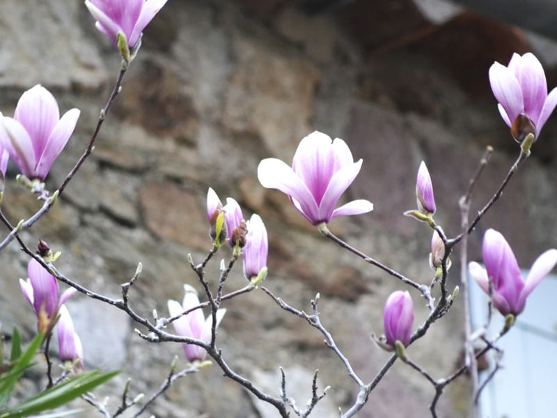 SORRISOS DE INVERNO