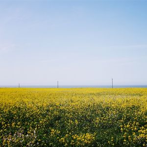 CAMPOS DOURADOS