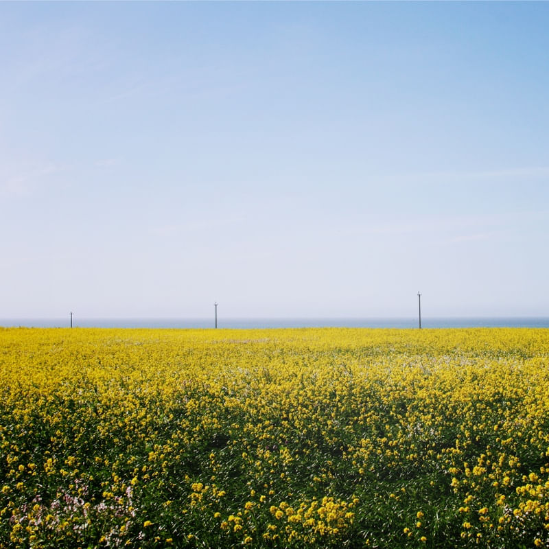 CAMPOS DOURADOS