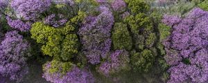 PRIMAVERA VERTICAL