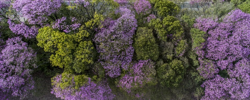 PRIMAVERA VERTICAL