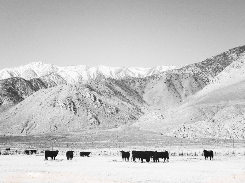 COWS